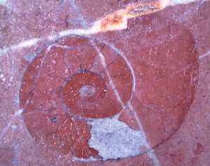 Identificació de fòssils pel barri