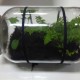 Mesocosmos: Ecosistema en conserva
