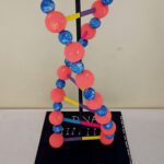 04-adn-6