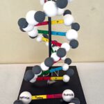 07-adn-2